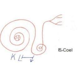  15: Coel 