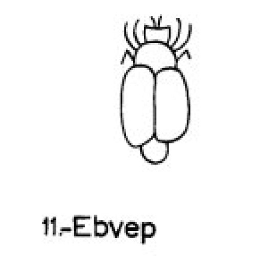  11: Ebvep 